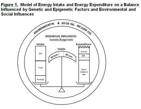 Prevention Of Obesity Endotext Ncbi Bookshelf