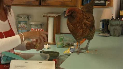 Pet Chicken Helps Out In The Kitchen Youtube