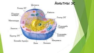 эсийн бүтэц