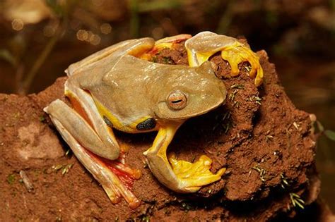 Twin Spotted Flying Frog Rhacophorus Bipunctatus