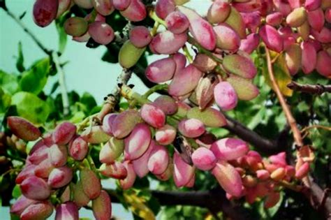 Pistachio Growth Habits Tree Care Iran Dried Fruits