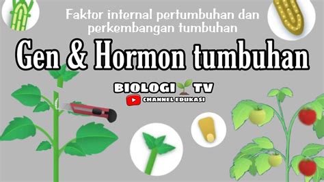 Faktor Pertumbuhan Dan Perkembangan Tumbuhan Gen Dan Hormon Tumbuhan Biologi Bab Sama Materi