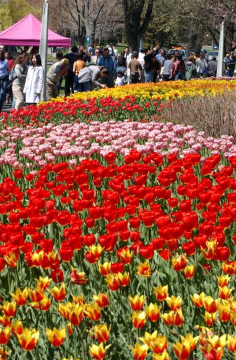 Albany NY Tulip Festival