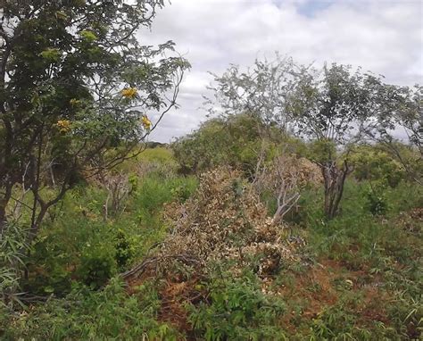 Plantio mais de oito mil pés de maconha são encontrados