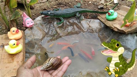 Wadidaw Tangkap Ikan Cupang Warna Warni Ikan Manfist Ikan Molly