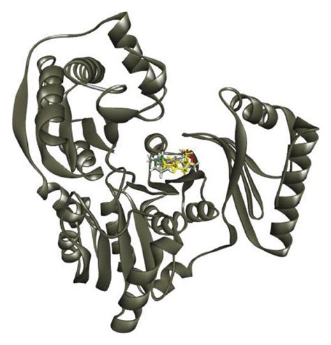 The phosphomannomutase/phosphoglucomutase enzyme in Pseudomonas ...