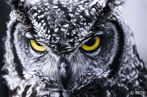 Incredibly Owls Photography ~ picliste