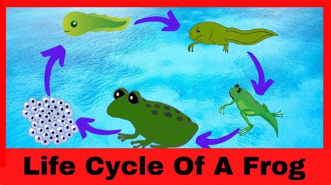 Life Cycle Of A Frog Educational Video For Kids Youtube