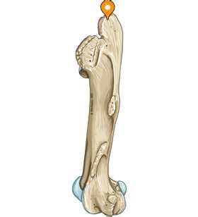 Caudal part - vet-Anatomy - IMAIOS