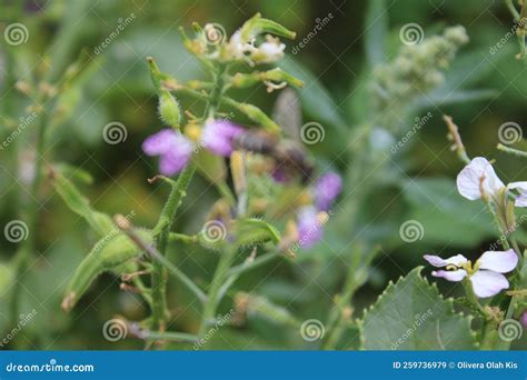 Foliage In Background Bee On Flowers Meadow Photo Stock Image Image Of Plants Pistil