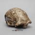 Dmanisi Homo Erectus Skull Bone Clones Osteological Reproductions