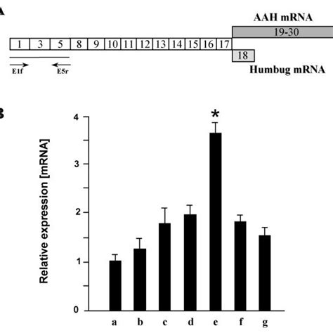 Quantitative Real Time Rt Pcr Analysis Of The Transcripts Starting From