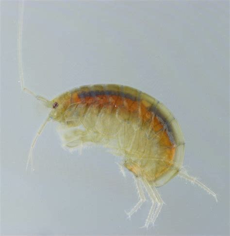 Amphipoda | Idaho Fish and Game