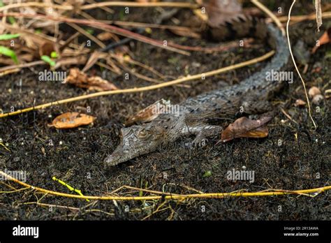 American Crocodile Crocodylus Acutus Large Endangered Crocodile From