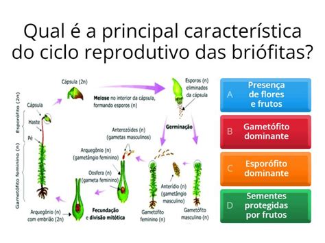 Ciclo Reprodutivo Das Briófitas Pteridófitas Gimnospermas E Angiospermas Questionário