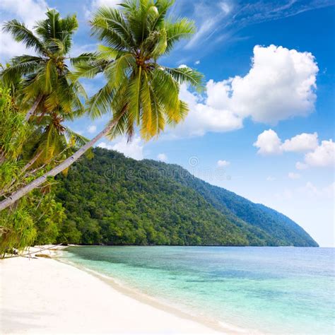 Spiaggia Tropicale Dell Isola Di Idillyc Mare Caldo Palme Cielo Blu