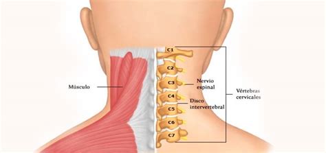 Dolores De Origen En La Columna Vertebral Clinica De Dolor Costa Rica