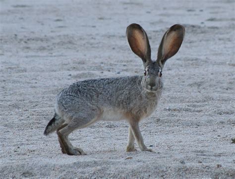 Liebre de california (Lepus californicus)