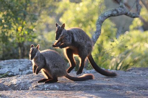 Renew your existing Adoption | Friends of the Brush-Tailed Rock-Wallaby