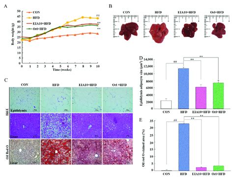 A Body Weight And B Liver Histology Of Hfd Group Mice