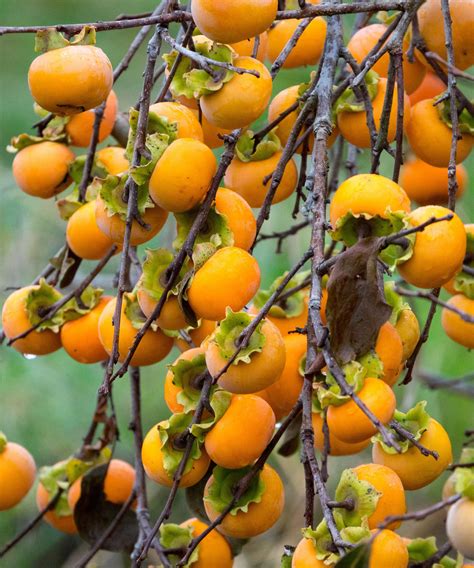 How to plant persimmon seeds: pro growing tips | Homes & Gardens