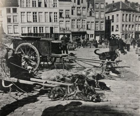 Antwerpen Veemarkt Met Boerekarrehonden In Antwerpen