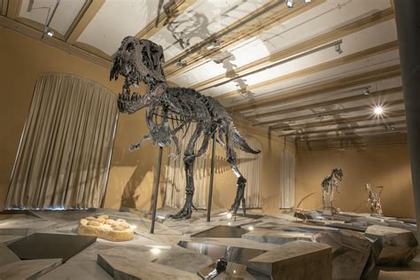 Dinosaurier Zeitalter Der Riesenechsen Museum F R Naturkunde