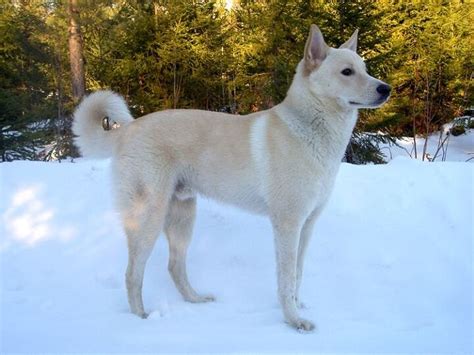 Canaan Dog Breed Information and Pictures - PetGuide | PetGuide
