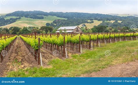 Northern California Vineyard And Barn Stock Image Image Of Landscape Field 151315361