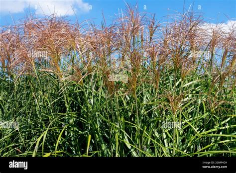 Miscanthus Sinensis Positano Garden Tall Grass Stock Photo Alamy