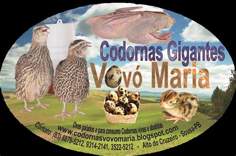 Codornas Gigantes Vov Maria