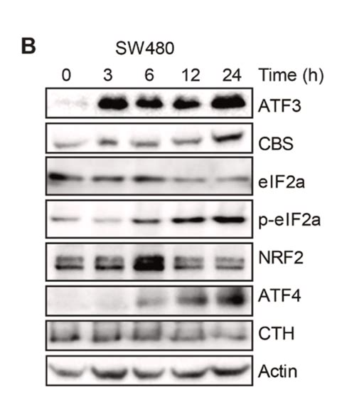 5 Latest Advancements In Cancer Research Using Western Blotting And