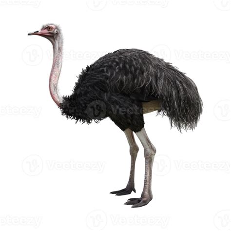 Common Ostrich Flightless Bird On Transparent Background 47081935 Png