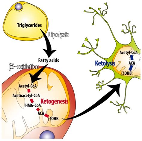 Overview Of Ketogenesis And Ketolysis During Fasting Or Prolonged