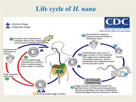 Hymenolepis nana: habitat, morphology, life cycle, pathogenesis ...