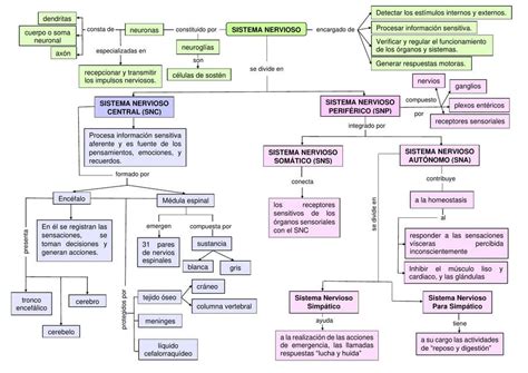 Organizador Visual Del Sistema Nervioso Jimena Lucia Llontop Llatas Udocz