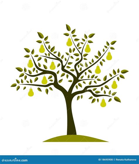 Pear Tree Stock Vector Illustration Of Growth Decor 18695908