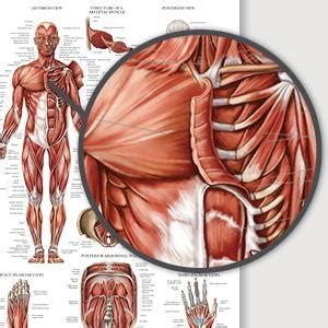 Amazon Palace Learning Pack Muscle Skeleton Ligaments Of