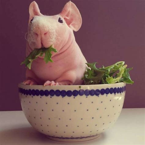 Naked Guinea Pig Poses With All His Favorite Foods The Dodo