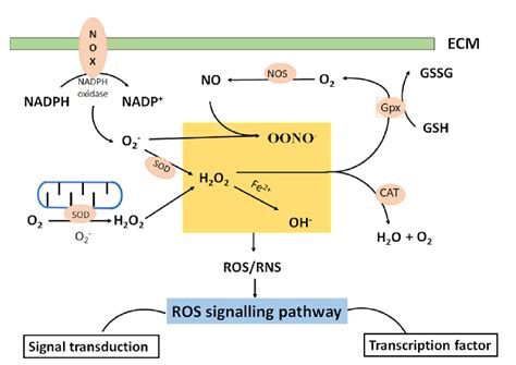 Sites Of Cellular Reactive Oxygen Species Ros In Chondrocytes Include