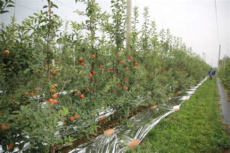 苹果树栽培技术｜现代矮砧密植苹果园夏季修剪的基本思路 搜狐大视野 搜狐新闻