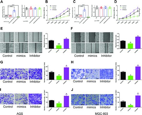 The Effect Of Mir P On The Proliferation Migration And Invasion