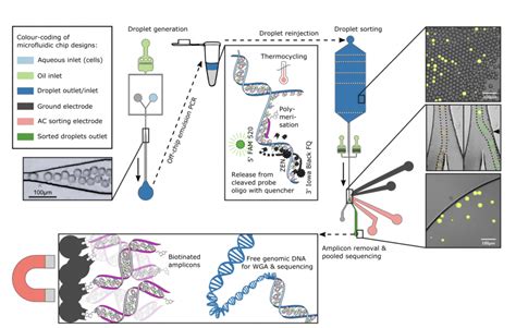 Enrichment Of Gut Microbiome Strains For Cultivation Free Genome