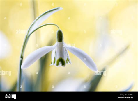 Spring Flowering Snowdrops Galanthus Nivalis Stock Photo Alamy