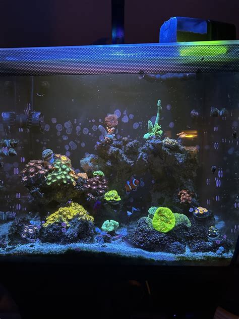 Build Thread First Saltwater Tank Fluval Flex Reef Reef