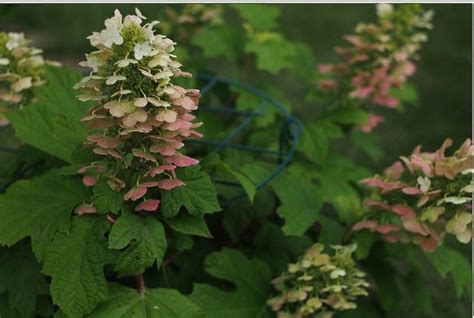 Hydrangea Ruby Slippers: A cultivar of oakleaf hydrangea, the blossoms grow on dwarf bushes and ...