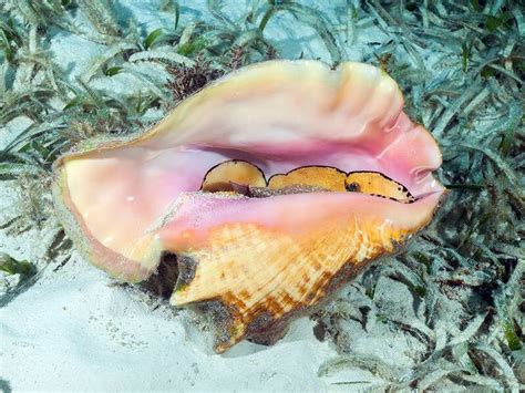 What Does Conch Taste Like Lets Talk About It Like A Pro