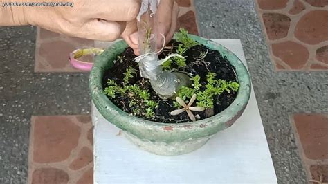 Practical Gardening Easy Adenium Desert Rose Grafting Wedge Technique