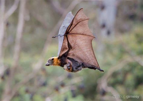 🔥 Mother bat nurses baby bat while flying : r/NatureIsFuckingLit