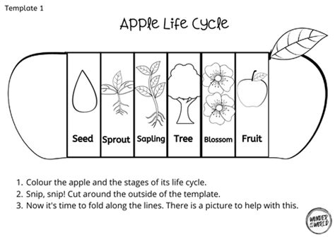 Life Cycle Of An Apple Printable